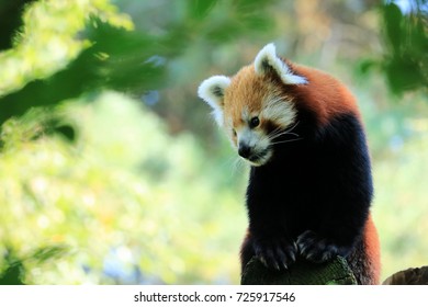red panda