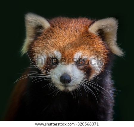 Red Panda