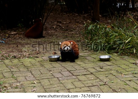 Red panda