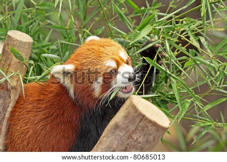 Red Panda