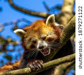 The red panda, Ailurus fulgens, also called the lesser panda and the red cat-bear.