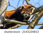 The red panda, Ailurus fulgens, also called the lesser panda and the red cat-bear.