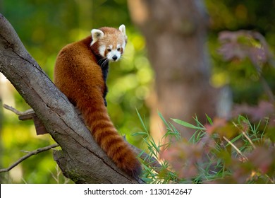 The red panda (Ailurus fulgens), also called the lesser panda, the red bear-cat, and the red cat-bear, is a mammal native to the eastern Himalayas and southwestern China - Shutterstock ID 1130142647