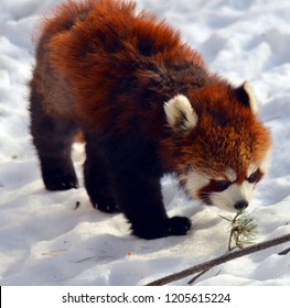 Sikkim Animals Images Stock Photos Vectors Shutterstock