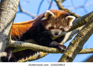The red panda, Ailurus fulgens, also called the lesser panda and the red cat-bear. - Shutterstock ID 2143234813