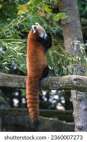 A red panda, Ailurus fulgens, eating bamboo - Shutterstock ID 2360007273