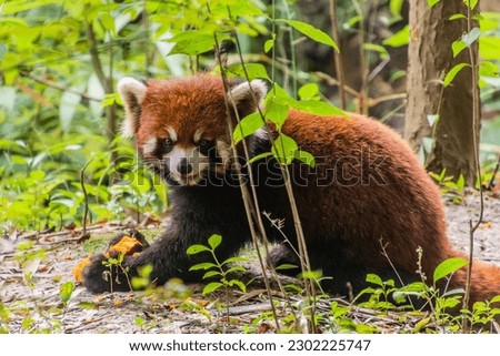 Red panda (Ailurus fulgens) at the Giant Panda Breeding Research Base in Chengdu, China