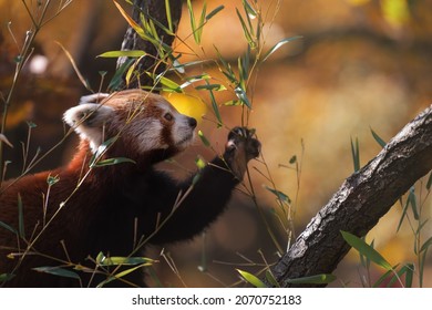 Red Panda (Ailurus fulgens) holding bamboo branches in its paw, which it is about to eat. - Powered by Shutterstock