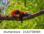 The red panda (Ailurus fulgens), also known as the lesser panda, is a small mammal native to the eastern Himalayas and southwestern China.