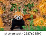 The red panda (Ailurus fulgens), also known as the lesser panda, is a small mammal native to the eastern Himalayas and southwestern China.