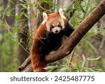 The red panda (Ailurus fulgens), also known as the lesser panda, is a small mammal native to the eastern Himalayas and southwestern China.