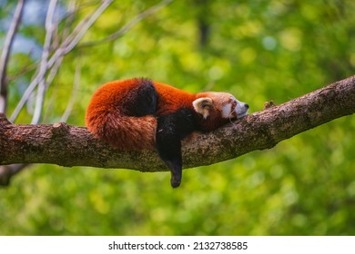 The red panda (Ailurus fulgens), also known as the lesser panda, is a small mammal native to the eastern Himalayas and southwestern China. - Shutterstock ID 2132738585