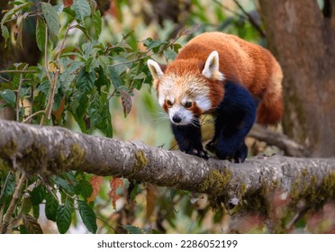 The red panda (Ailurus fulgens), also known as the lesser panda, is a small mammal native to the eastern Himalayas and southwestern China. - Shutterstock ID 2286052199