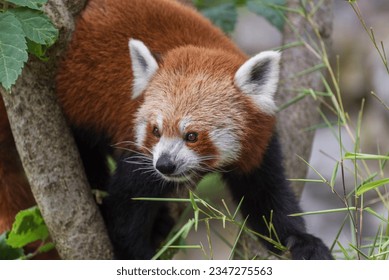 The red panda, Ailurus fulgens, the lesser panda, a small mammal native to the eastern Himalayas and southwestern China - Shutterstock ID 2347275563