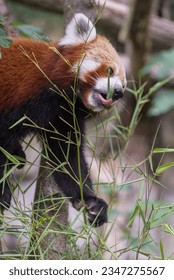 The red panda, Ailurus fulgens, the lesser panda, a small mammal native to the eastern Himalayas and southwestern China on the tree branch. Vertical photo - Shutterstock ID 2347275567