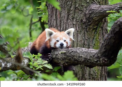 Red Panda Ailurus Fulgens Lying on Branch Closeup - Shutterstock ID 1410969260
