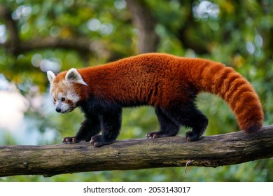 Red panda (Ailurus fulgens) on the tree. Cute panda bear in forest habitat. - Shutterstock ID 2053143017