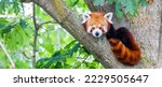 Red panda - Ailurus Fulgens - portrait. Cute animal resting lazy on a tree, useful for environment concepts.