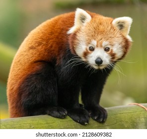 1,149 Fox Red Panda Images, Stock Photos & Vectors 