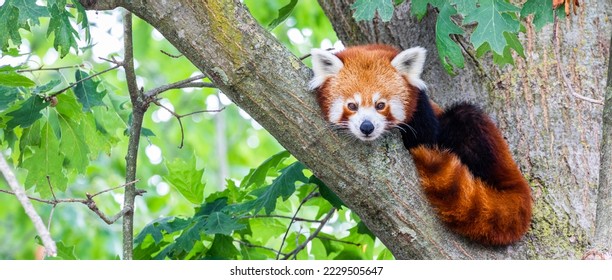 Red panda - Ailurus Fulgens - portrait. Cute animal resting lazy on a tree, useful for environment concepts. - Shutterstock ID 2229505647