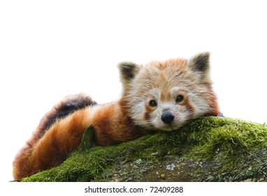 Red Panda Ailurus Fulgens Relaxes On Moss Covered Branch Isolated