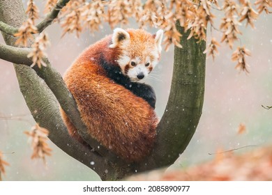 Red panda (Ailurus fulgens) sitting on a tree in snow. Beautiful brown and orange furry mammal in its environment with soft background. Wildlife scene from nature.  - Shutterstock ID 2085890977