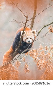Red panda (Ailurus fulgens) sitting on a tree in snow. Beautiful brown and orange furry mammal in its environment with soft background. Wildlife scene from nature.  - Shutterstock ID 2085891016