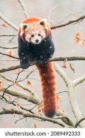 Red panda (Ailurus fulgens) sitting on a tree in snow. Beautiful brown and orange furry mammal in its environment with soft background. Wildlife scene from nature.  - Shutterstock ID 2089492333