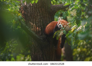 Red panda (Ailurus fulgens) sleeping on a branch high in the crown of a oak tree. - Powered by Shutterstock