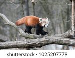 Red panda (Ailurus fulgens) walking and balancing on a branch 