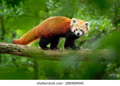 Red Panda - Ailurus fulgens walking and climbing on the branch in the forest,  carnivoran native to the eastern Himalayas and southwestern China, listed as Endangered on the IUCN Red List. - Powered by Shutterstock