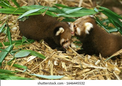Red Panda, ailurus fulgens, Youngs standing on Bamboo Leaves  - Shutterstock ID 1646445532