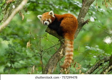 Red panda animal