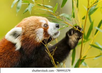Red Panda Animal - Shutterstock ID 789991579