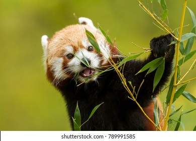 Red Panda Animal