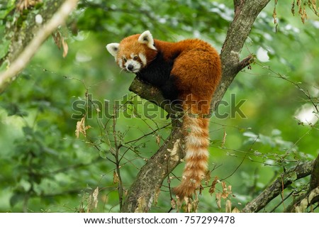 Red panda animal
