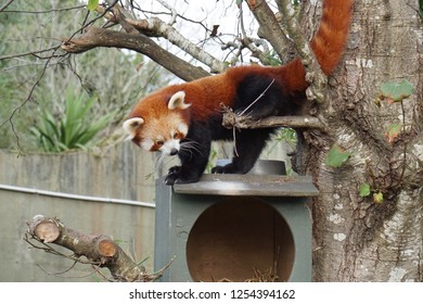 Red Panda In Auckland Zoo