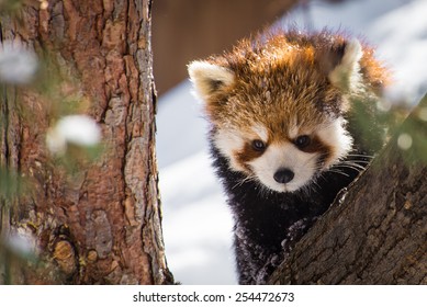 Red Panda Baby