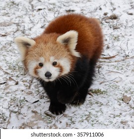 Red Panda Baby