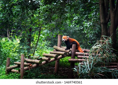 Red Panda Baby In Chengdu City In China