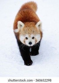 Red Panda Baby On The Snow