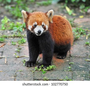 Red Panda Bear