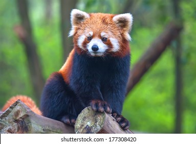 Red Panda Bear