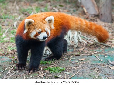 Red Panda Bear