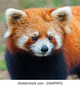 Red Panda Bear