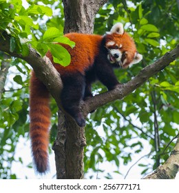 Red panda bear climbing tree - Shutterstock ID 256777171