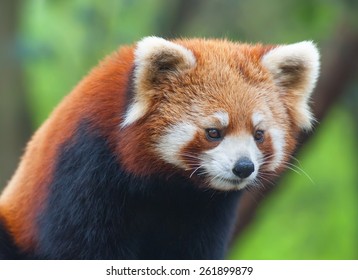 478 Red panda looking up Images, Stock Photos & Vectors | Shutterstock