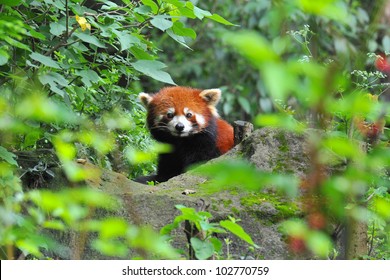 2 490 Red Panda Habitat Stock Photos Images Photography Shutterstock