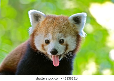 Red panda, red bear-cat, head