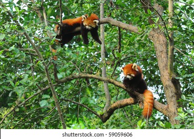 Red Panda Bears In Tree